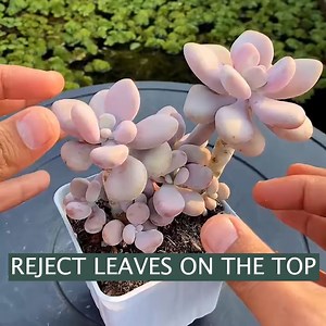 How to get more succulent without money 👇 | Succulents