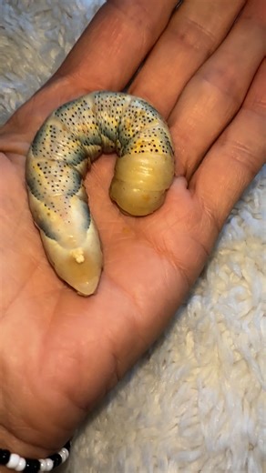 22K views · 361 reactions | I think he’s ready to pupate!  deaths head hawk moth fed on artificial diet which is why he is a different colour | Jumping spider & Moth life | Facebook