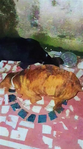 I AM A STREET DOG LOVER 🐕 #viral #ytshorts #shorts #streatdog