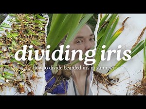 Digging and Dividing Bearded Iris Rhizomes in Summer // Backyard Flower Farm