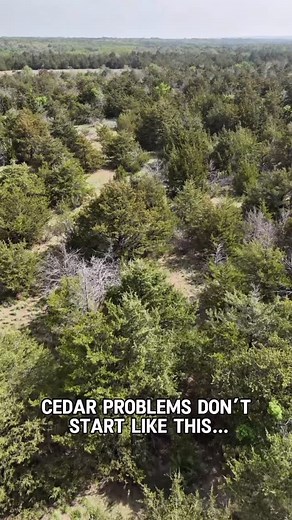 1.7K views · 106 reactions | Big cedar problems start small. If you’re seeing these little guys pop up, that’s your sign to get ahead of it. #hItscedarclearing #cedarremoval #cedartrees #invasivespecies #cedarclearing #landclearing #mulching #landmanagement | HLTS Consulting Inc. | Facebook