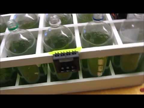 Homeade algae bio-reactor with NaOH flocculation for oil extraction