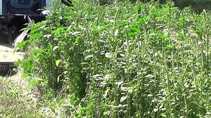 35K views · 217 reactions | Now is the perfect time to gear up for spring and summer. Watch as our Power Mower skid steer attachment cuts through 6' tall brush like butter. You can find this and over 100 other attachments on our website www.triplesproducts.com. | Triple S Products | Facebook