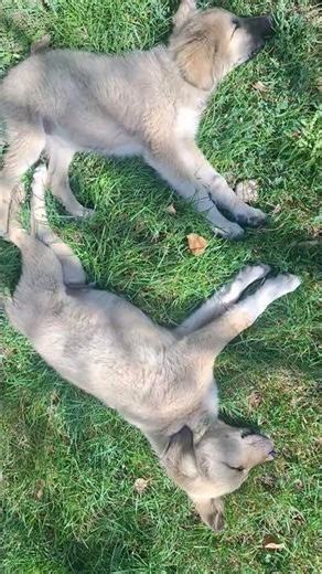 Two Adorable Puppies Sleeping So Peacefully! 🐶❤️#CutePuppi #puppy #cutepuppies