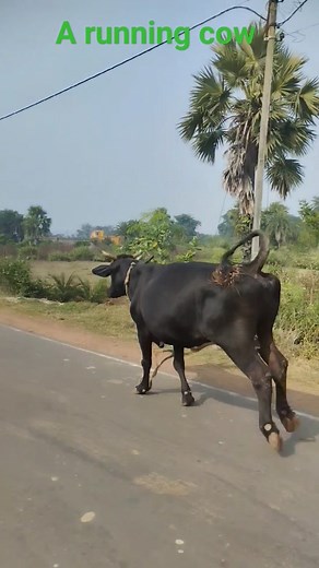 A running cow