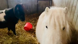 I was just checking in on these Littles and topping up their hay …. Frodo still has snow on his back from yesterday (Tot does too but it’s not as easy to see), as the barn is about 10 degrees warmer than it is outside. But they are bright and happy and Frodo even says a deep, “hello-o-o.” ❤️💚🐴 | Adorado