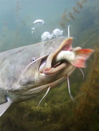 Gray catfish attack #fishing