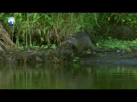 «Atlantic: The Wildest Ocean on Earth» 2 of 3