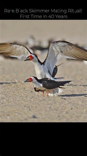 Rare Black Skimmer Mating Ritual! 🎧 His Unique Call ❤️ #shorts #birds #blackskimmer #nature