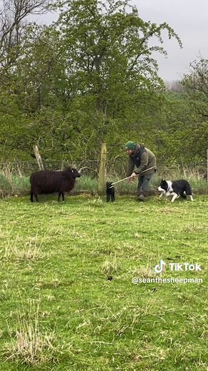 Sean the sheepman on TikTok