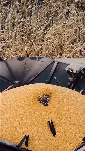 MacDon C Series Corn Header