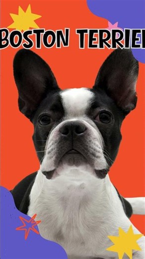 Top 10 Happiest Dog Breeds That Love Life 🐶 #dog #puppy #doggielife
