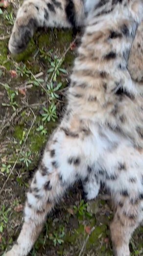 79K views · 464 reactions | The internet’s having a full-blown short...