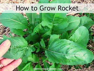 Need Herbs in a Hurry?  Grow Rocket!