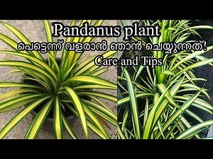 How to Easily Grow Pandanus Plant/Tips And Care/Easy Method To Propagate