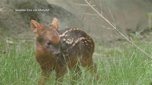 Southern pudu fawn debuts at Queens Zoo