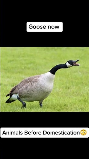 Wild to Pet: Geese & Ducks (Domestication Then vs Now)