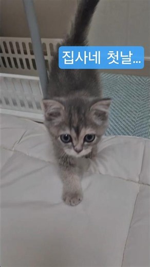I shall be your king. (My first day at my servant's house. 😸) 내가 (네) 왕이 될 상인가~