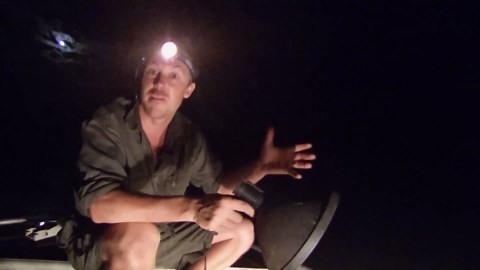 Only 1 in 100 survives... the fate of baby crocodiles is more brutal than you think