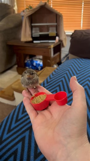 Pippi (or Petrie) refuses to eat the dry food and will only eat the formula. It’s a work in progress and there’s no harm in her still eating the formula. She’s been landing on my shoulder today. She landed right next to Penny and later was on the floor and Jott walked right by her and she didn’t move. The dogs are not at all interested in her but she’s interested in them. Doesn’t seem to be afraid of them. She’s the coolest little bird on this street!!! | The Adventures of Cotton the House Roost