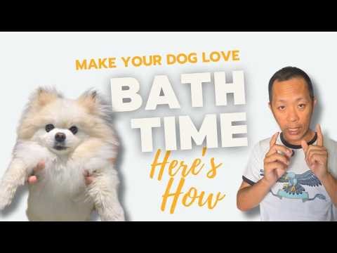 How to shower your dog at home