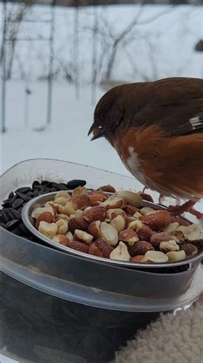 Eastern Towhee