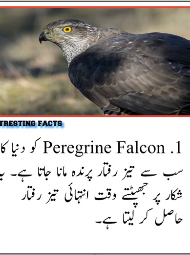 5 Incredible Falcon Facts That Will Blow Your Mind! 🦅💨 📝 Description: Falcons are not just beautiful—they are the fastest animals on Earth! From reaching speeds of nearly 390 km/h while hunting to having vision sharper than any human, these 5 amazing falcon facts will leave you amazed. Discover why falcons are symbols of power and freedom around the world! 🌍✨ 📌 Hashtags: #FalconFacts #FastestBird #BirdLovers #WildlifeFacts #AmazingAnimals
