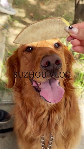#Spring in #suzhou with my puppy 🌸🐶 #vlog #spring #dailylife #china