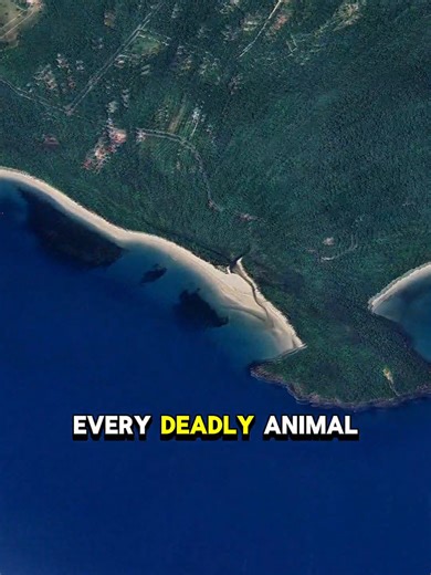 Exploring Deadly Animals in Nature