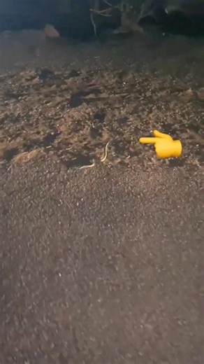 Snake Life in the Desert 🐍🌵