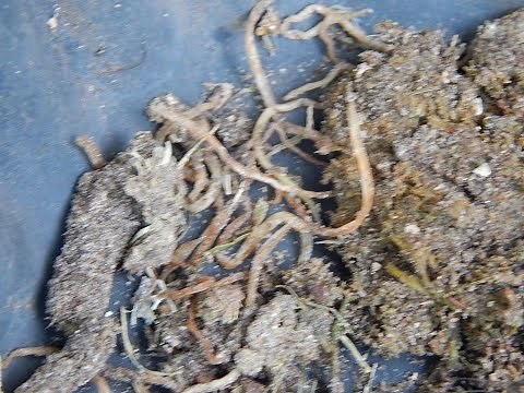 How to tell if your bird has worms - with necropsy