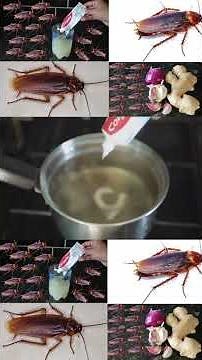 The Best 2 Cockroach Traps 2025 | Magic Tips | Mr Maker