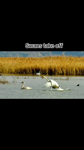 Majestic Swans Taking Flight