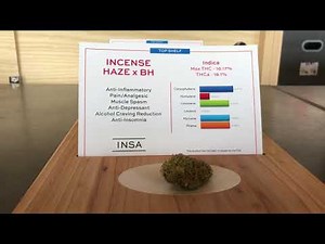 INSA medical marijuana dispensary opens in Easthampton
