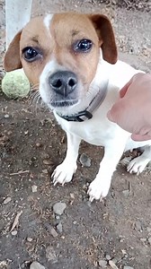 18K views · 1K reactions | "GEMMA"- Adopted! *NOT FOR INTERSTATE...