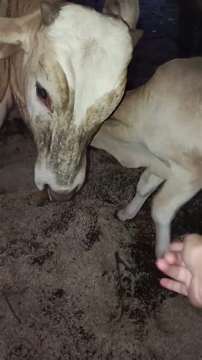 calf refuses to come near me😅 #calf #cow #farmlife