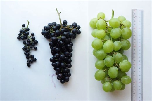 Japan Just Introduced a Brand-New Wine Grape — and Tasters Say It’s ‘Sweet’ and ‘Delicious’