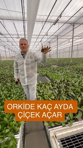 ✅How many months does it take for an phal orchid to bloom? Could you write your comments? ✅Orkideler seraya dikimden sonra tahminen kaç ay/hafta sonra çiçek açar? Yorumlarınızı bekliyorum. #sonerkazaz #labeau #orkide #orchids #orchid #phalaenopsis #phalaenopsisorchid #çiçek #flowers #houseplants #house #ev #greenhouse #sera # | Soner Kazaz
