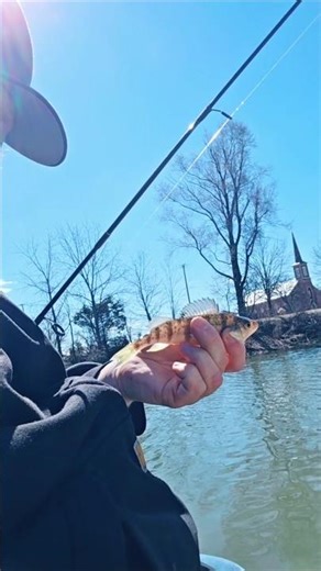 spring panfishing. #bluegill #yellowperch