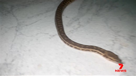 A Goldfields pet supply store is running an unusual competition. The winner could take home a one year old stimson's python. The raffle raising some concern with animal protection organisations. | 7NEWS Regional WA