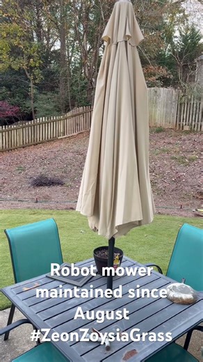 Zeon Zoysia sod installed April 2025 and Yuka Mini maintained since August. #mammotion #roboticmower