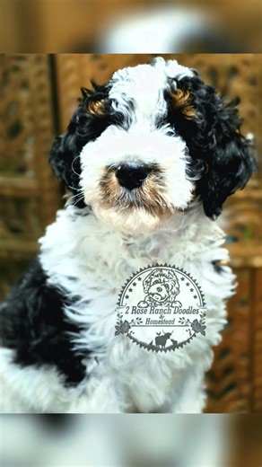 ✨🎉 BIG NEWS YALL 🎉✨ Our adorable little parti boy officially has his Gotcha Day scheduled and we are OVER THE MOON excited for him This sweet, happy go lucky, always up for an adventure pup has truly met his perfect match. His new family lives the most fun, on the go, adventure filled lifestyle with lots of traveling and exploring and honestly it feels like Jesus Himself hand picked this pairing. We couldn’t be more grateful that this wonderful family crossed our path and chose him. Our hearts