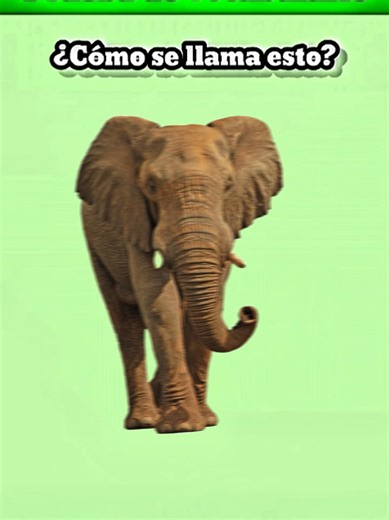 Mastering Spanish Vocabulary: A Fun Test