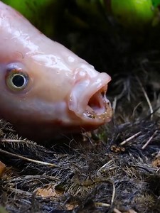 2.2K views · 124 reactions | Stop Motion Catching fish Underground amazingly catches | Stop Motion Cooking | Facebook