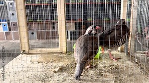 Partridge bird also known as chakor or chukar beautiful game birds in cage in pet shop for sale