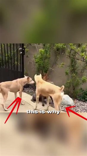 Guard Dog Saves Small Dog from Aggressive Dogs | Unexpected Moment