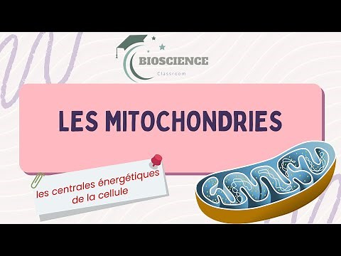 Vidéo 1 Les mitochondries