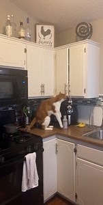 What would you do if you came home to find your CAT helping himself to some Funions in the kitchen cabinet?! Funny Videos Want to be featured? Message us videos you filmed to be featured on the page! | Funny Videos