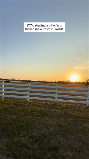 Step into a place where the farm meets your plate. Where eggs are gathered fresh, herbs are snipped from the garden, and every dish celebrates the season. At Blossom & Brie, we don’t just serve meals -we create moments. Moments you’ll taste, remember, and crave long after the last bite. Your table is waiting. Make your reservation at blossomandbrie.com 🎉 📍8250 Nalle Grade Rd, North Fort Myers, FL 33917 Hours: Sunday: 10:00 AM - 2:00 PM Mon - Tue: Closed Wed - Fri: 11:00 AM - 2:00 PM 5:00 PM - 