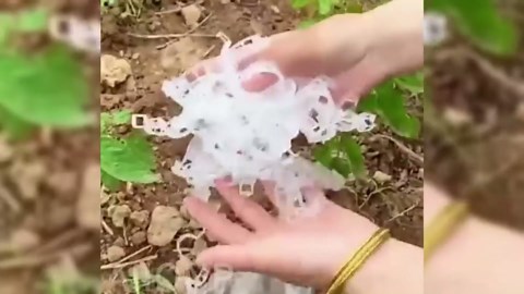 100 PCS Secured Plastic Plant Clip, Plant Support Clips, Garden Clips for Climbing Plants, Plastic Trellis Clips Plant Support Clips Tomato Grape Vine Vegetables Plant Fixing Clips (100, White)